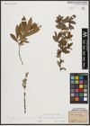 Foto von Salix appendiculata Vill. x Salix purpurea L.